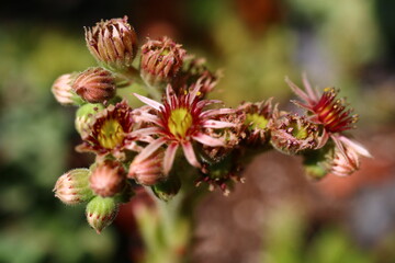 Sempervivum Rojnik sukulent cactus