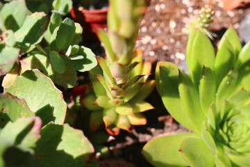Sempervivum Rojnik sukulent cactus