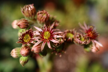 Sempervivum Rojnik sukulent cactus