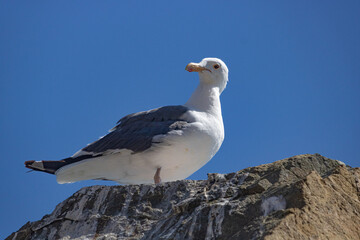 Seagull perched on a rock with blue sky in background