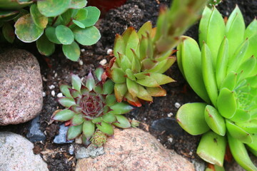 Sempervivum Rojnik sukulent cactus © Perovskia