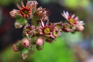 Sempervivum Rojnik sukulent cactus