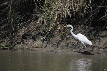 great blue heron ardea cinerea