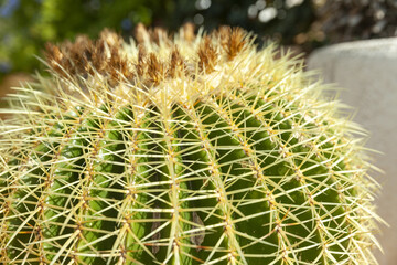 large green cactus, close up