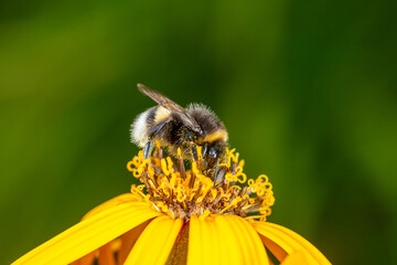 Bumblebee gathering pollen with yellow flower macro photography on a summer sunny day. Close-up photo of a bee sitting on a garden flower with yellow petals and yellow stamens in the summer time.