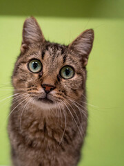 Obraz premium portrait of a cat