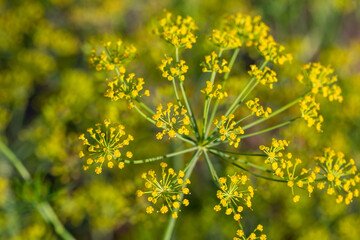 Blooming dill plant on a green background macro photography on a sunny summer day. Dill umbels with small yellow flowers close-up photo in summertime.	