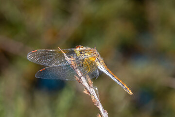 Ruddy darter dragonfly sitting on a green leaf in a sunny summer day closeup photo. Dragonfly with big eyes macro photography on a green background in summertime.