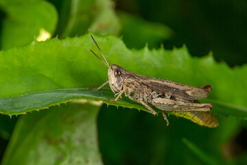 Common field grasshoper sitting on a green leaf macro photography in summertime. Common field grasshopper sitting on a plant in summer day close-up photo. Macro insect on a green background.