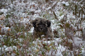 Cute Tibetan Terrier Puppy in snow