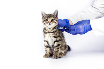 Veterinarian doctor with blue medical gloves is making a checkup of a cute kitten with stethoscope on white background.