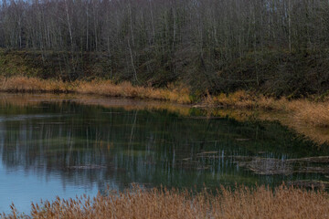 dry yellow reeds, calm water and deciduous trees without leaves in autumn
