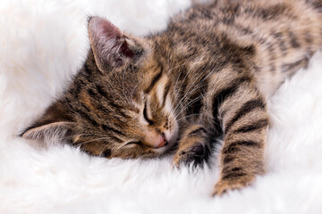 Little kitten sleeping on white blanket.