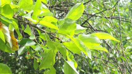 Rain and hail on a summer day. Large puddles on the sidewalk during heavy rain. Heavy rain with in the Park. Spray from drops and bubbles in large puddles. drops of water fall to the ground