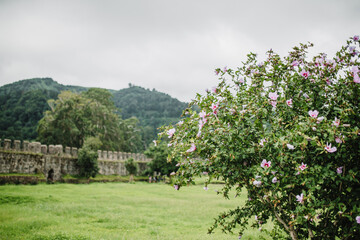 Natural wealth vegetation of the Caucasus - landscapes of Georgia - walking routes in the mountains and among the rivers