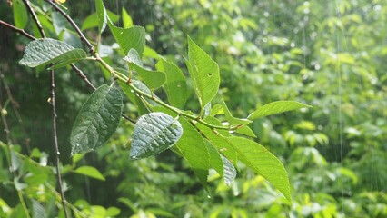 Rain and hail on a summer day. Large puddles on the sidewalk during heavy rain. Heavy rain with in the Park. Spray from drops and bubbles in large puddles. drops of water fall to the ground