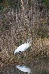 Wood stork in tall grass by water

