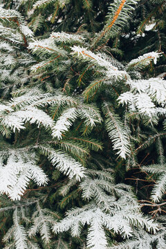 Close up of a spruce branch in winter under the snow - new year tree and christmas mood