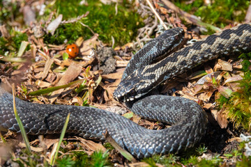 Venomous viper species