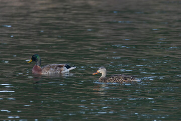  Male and female Mallard swimming on the lake

