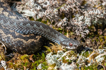 Obraz premium Venomous viper species