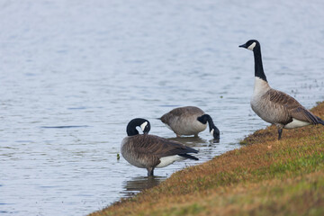 Canada geese splashing in the lake