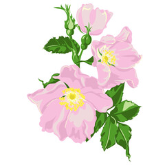 Obraz premium pink flowers