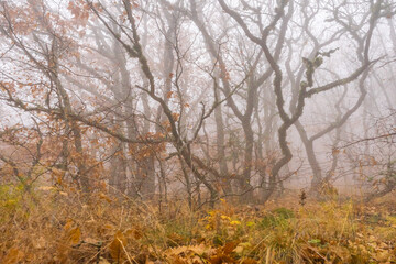 Web of tree trunks in mist