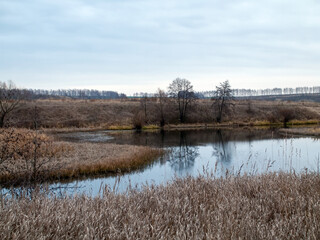 the bank of a small forest river on a cloudy day