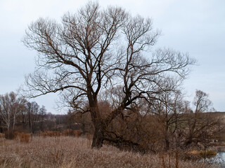 the bank of a small forest river on a cloudy day