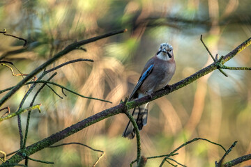 Front view of a jay perched on a branch close up in a forest in Scotland uk