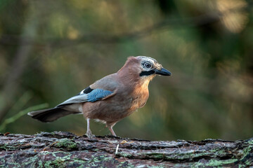 Side view of a Jay perched on a tree trunk close up in a forest in Scotland uk in the winter