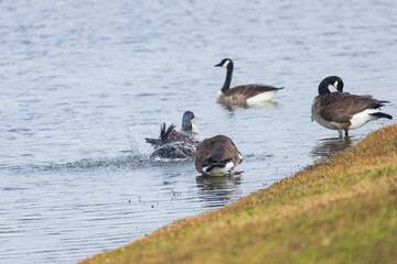 Canada geese splashing in the lake
