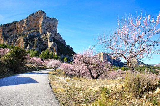 Landscape of Sierra Aitana with Almond trees in bloom