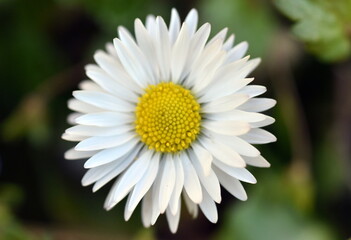 Obraz premium Nahaufnahme eines Gänseblümchens