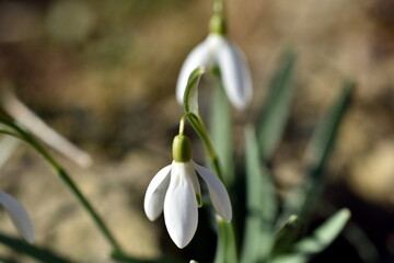 Obraz premium Erste Schneeglöckchen im Frühling