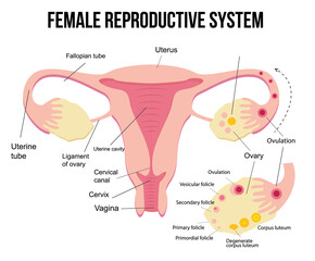 Anatomy of the female genital organs. Diagram. The female reproductive system, the scheme of the uterus and ovaries, the phases of the menstrual cycle. Medical concept, uterus education poster.
