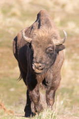 Portrait of free ranging European bison Bison bonasus