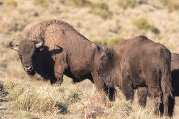Obraz premium Portrait of free ranging European bison Bison bonasus