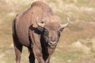Portrait of free ranging European bison Bison bonasus
