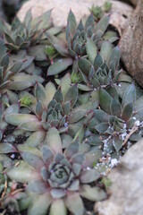  Sempervivum Rojnik sukulent cactus