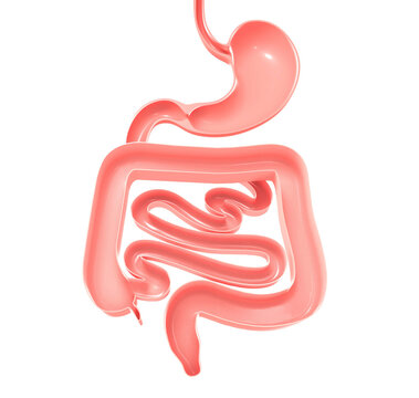 Anatomical 3d illustration of the digestive system. Stomach, large and small intestine. Showing the open interior.