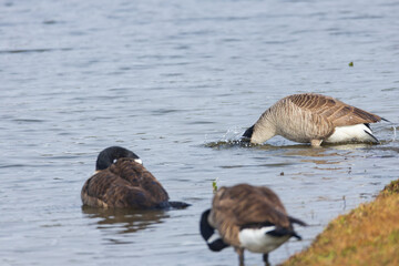 Canada geese splashing in the lake