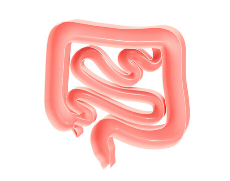 Anatomical 3d illustration of the large and small intestine. Showing the open interior, cropped image on white background.