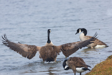  One Canada goose with spread wings standing among other Canada geese on the lake shore