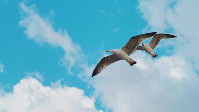 Close up of seagulls flying over ocean coast in beautiful blue sky. Birds floating on air currents of wind.