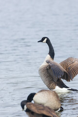  One Canada goose with spread wings standing among other Canada geese on the lake shore