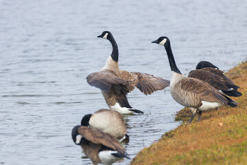 One Canada goose with spread wings standing among other Canada geese on the lake shore