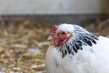 Black and white adult Brahma chicken farm hen portrait