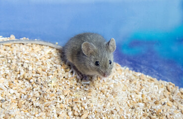 a small gray mouse is sitting on a grain of wheat. portrait of a mouse. rodent spoils the harvest